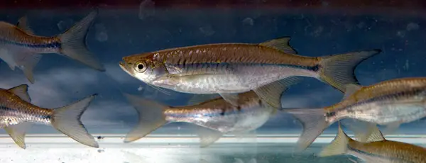 Nematabramis borneensis photo