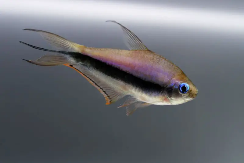 Nematobrycon palmeri photo