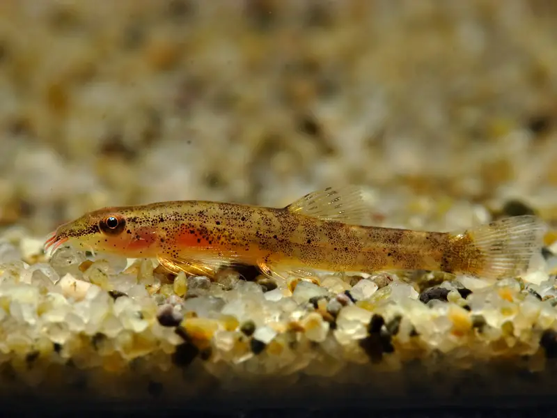 Neohomaloptera johorensis photo