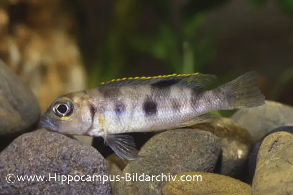 Neolamprologus boulengeri photo