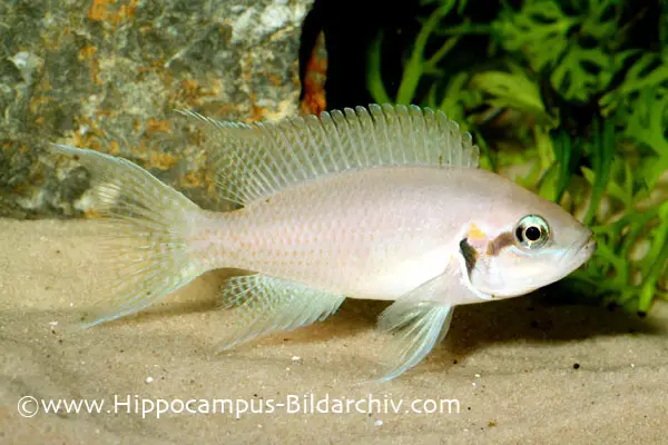 Neolamprologus pulcher photo