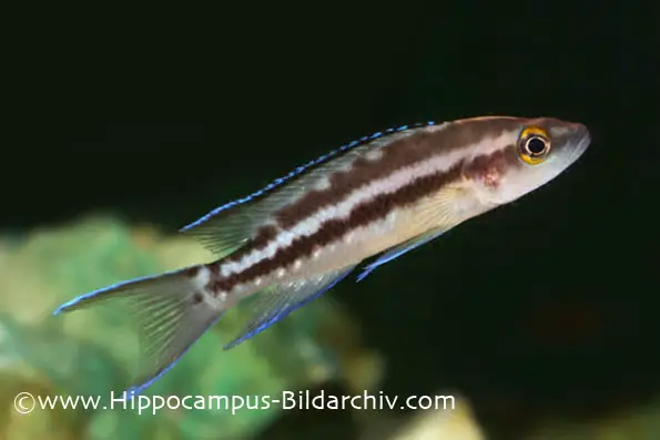 Neolamprologus buescheri photo