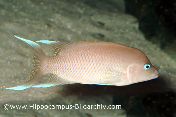 Neolamprologus marunguensis photo