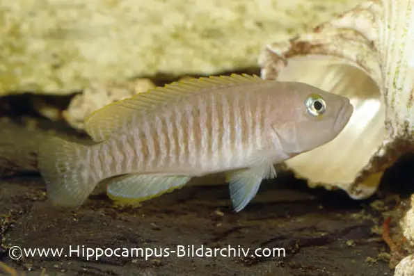 Neolamprologus multifasciatus photo