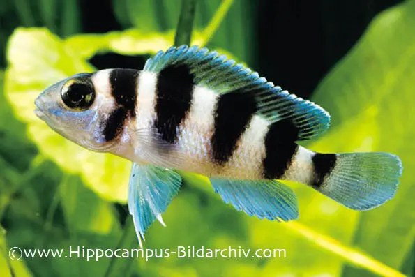 Neolamprologus tretocephalus photo