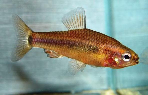 Neolebias ansorgii photo