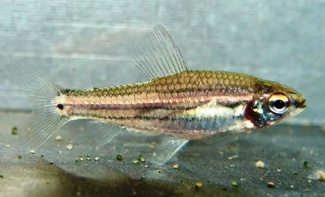 Neolebias trilineatus photo