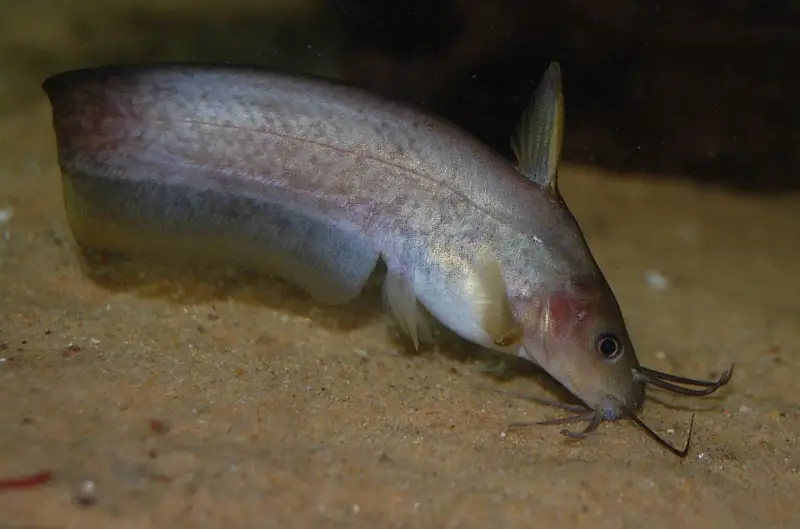 Neosilurus brevidorsalis photo