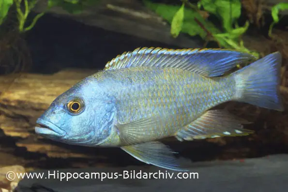 Nimbochromis livingstonii photo