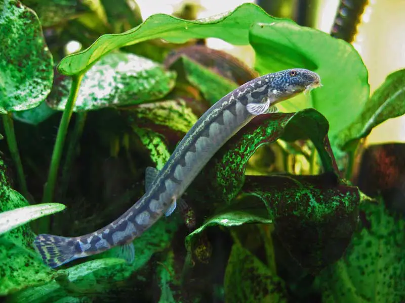 Niwaëlla delicata photo