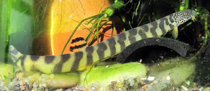 Kichulchoia multifasciata photo