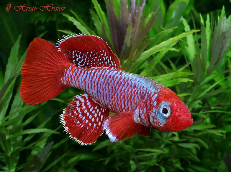 Nothobranchius eggersi photo