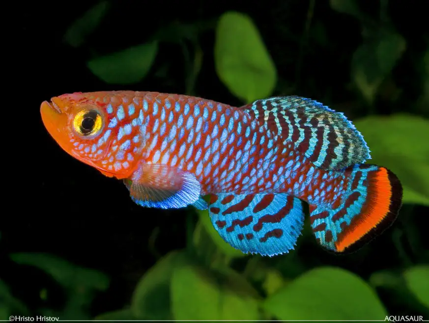 Nothobranchius rachovii photo