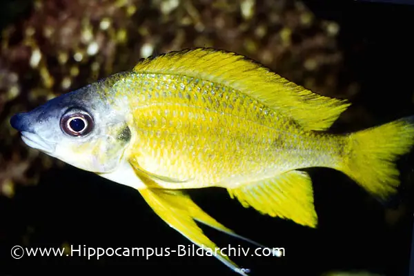 Ophthalmotilapia nasuta photo
