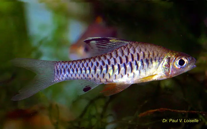 Oreichthys cosuatis photo