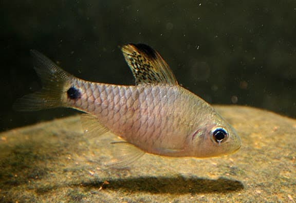 Oreichthys crenuchoides photo