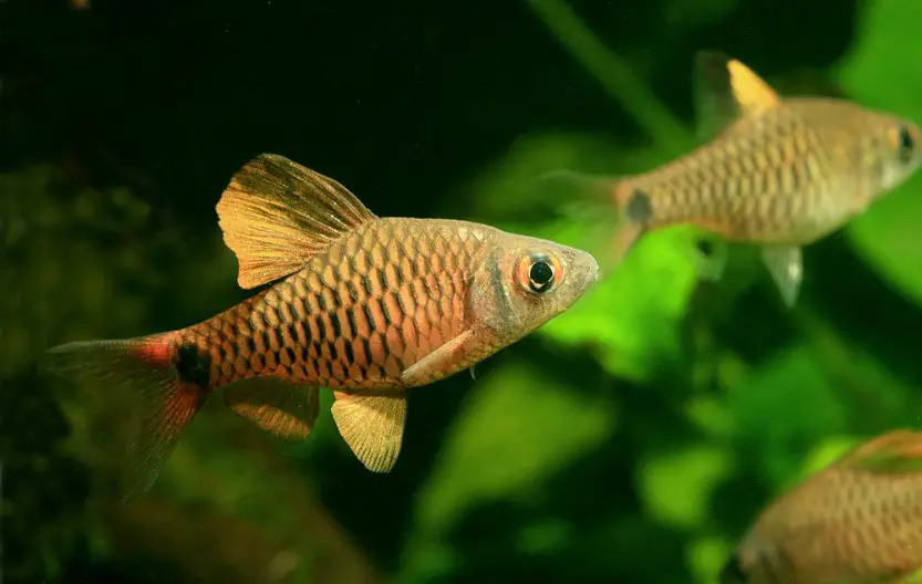 Oreichthys sp. myanmar redfin photo