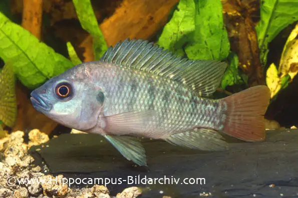 Oreochromis niloticus niloticus photo