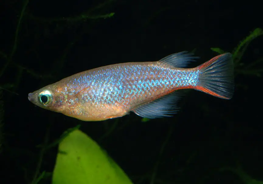 Oryzias wolasi photo