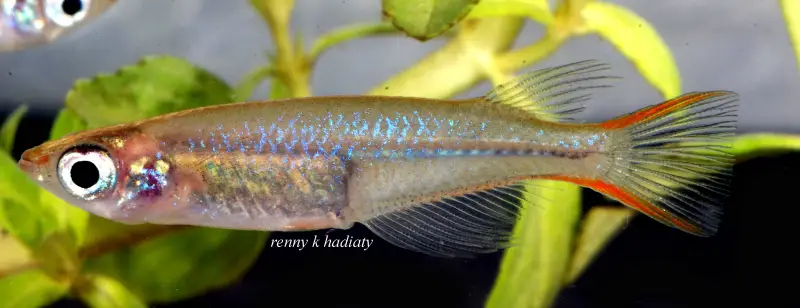 Oryzias asinua photo