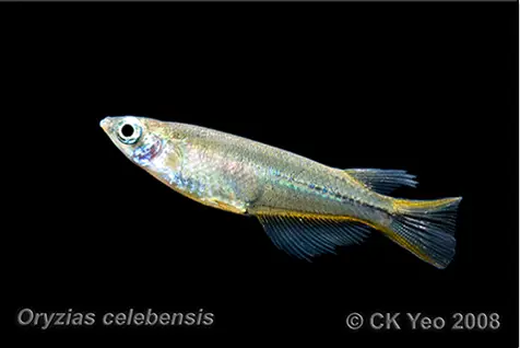 Oryzias celebensis photo