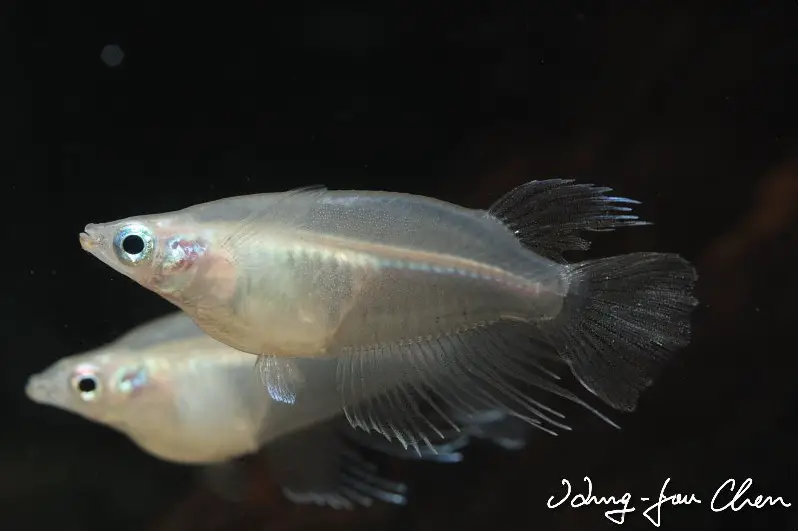 Oryzias dancena photo