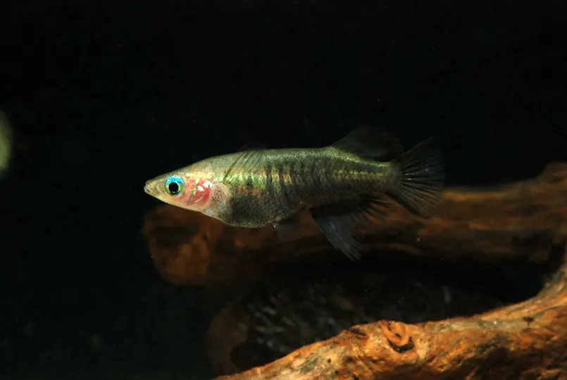 Oryzias eversi photo