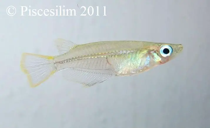 Oryzias javanicus photo