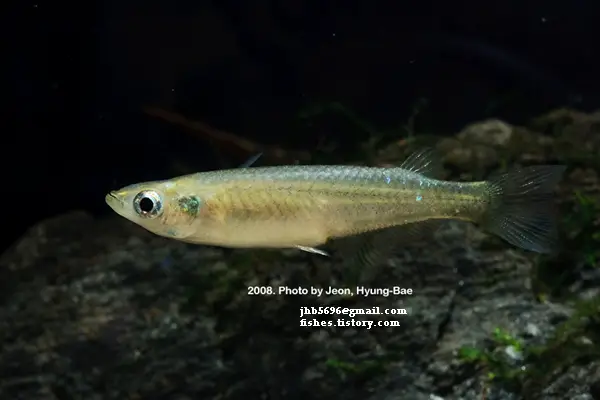 Oryzias latipes photo