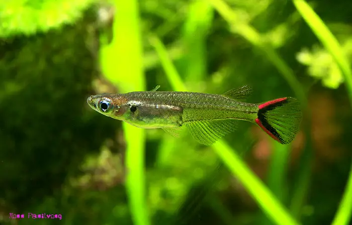Oryzias mekongensis photo