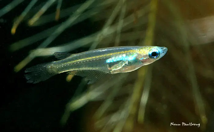 Oryzias minutillus photo