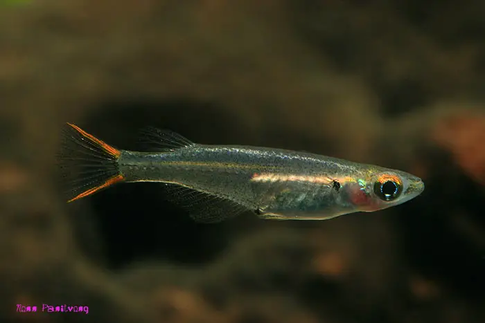 Oryzias songkhramensis photo