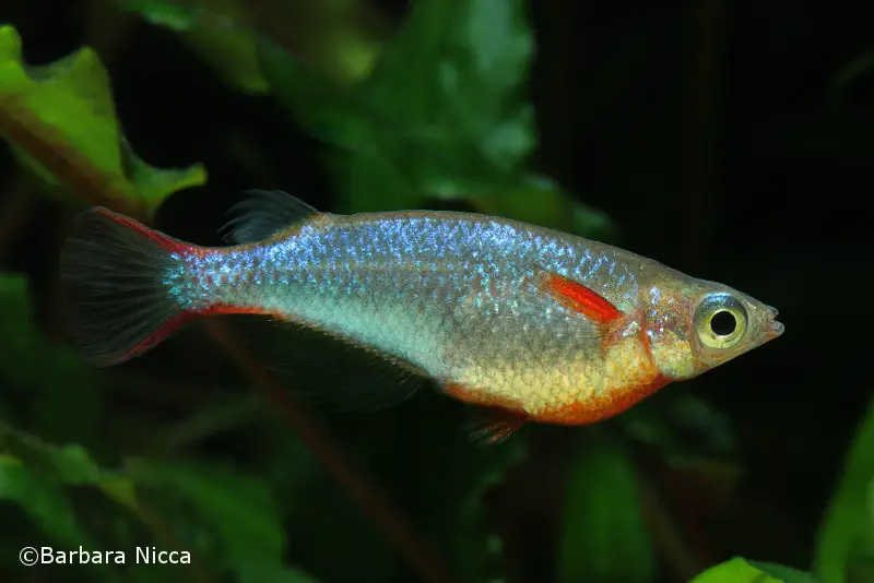 Oryzias woworae photo