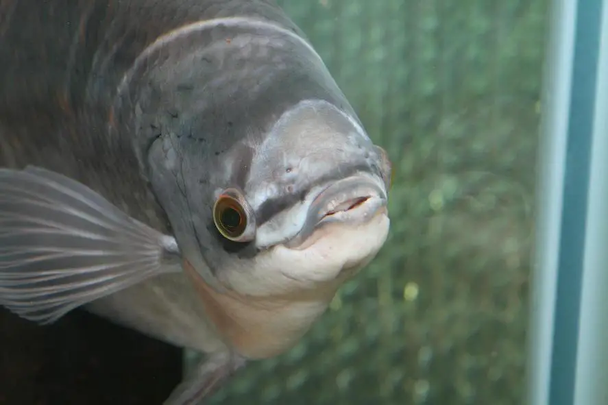 Osphronemus exodon photo