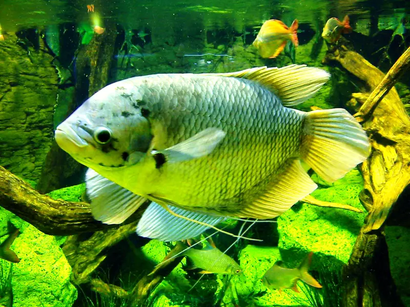 Osphronemus goramy photo