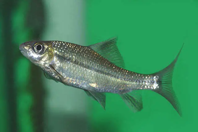 Osteochilus nashii photo