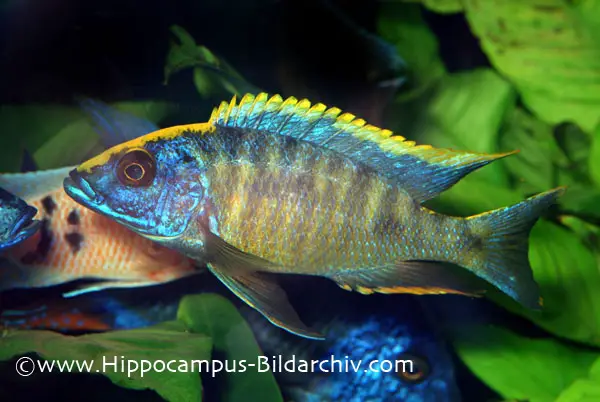 Otopharynx lithobates photo