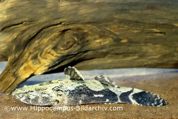 Oxyeleotris marmorata photo