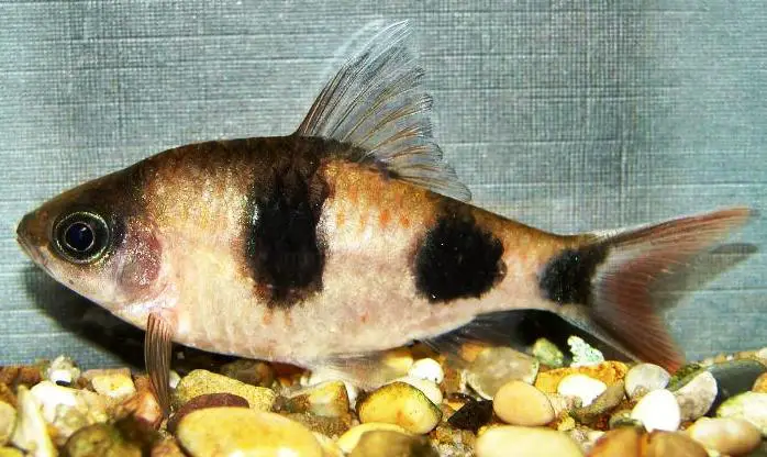 Dawkinsia arulius photo