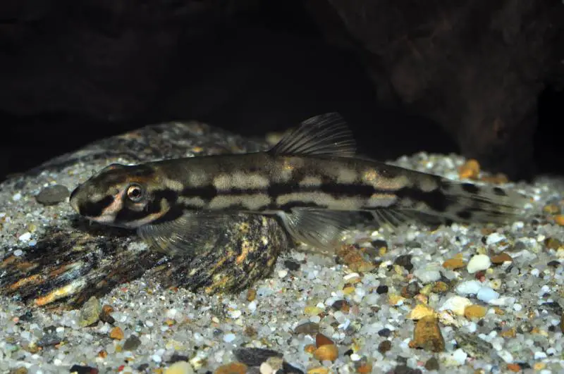 Yaoshania pachychilus photo