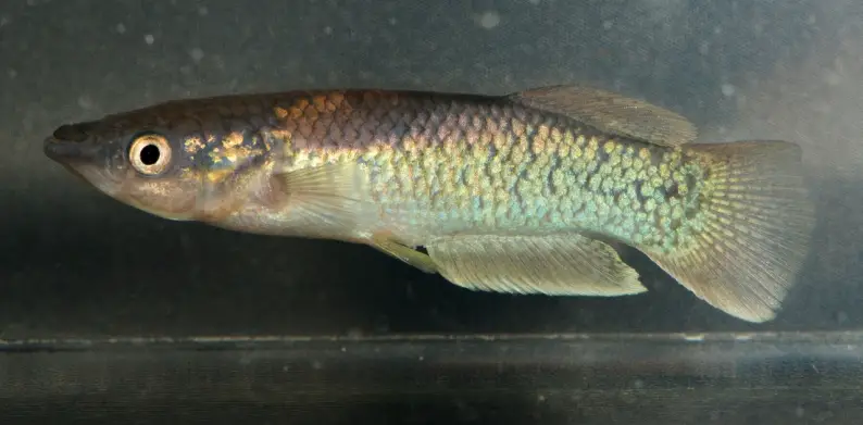 Pachypanchax arnoulti photo