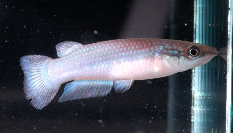 Pachypanchax omalonotus photo