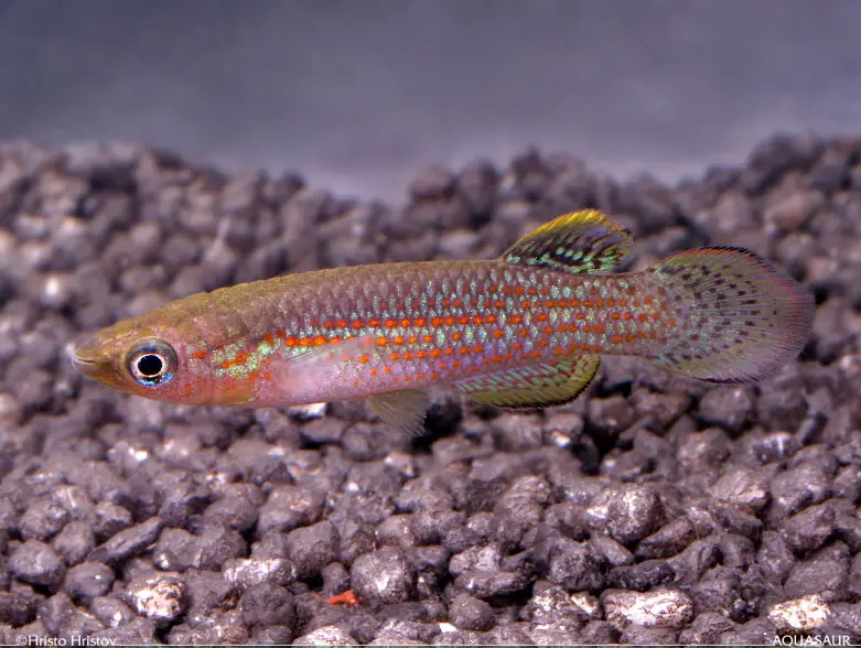 Pachypanchax playfairii photo