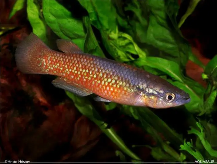 Pachypanchax sakaramyi photo