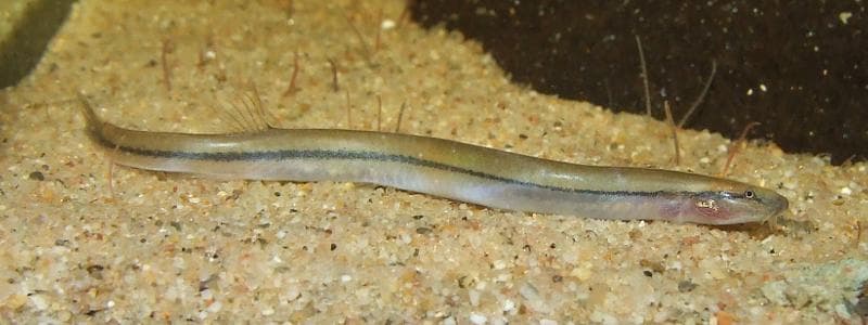 Pangio sp. pan05 photo