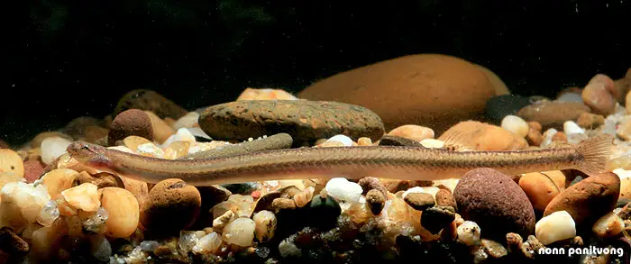 Pangio anguillaris photo