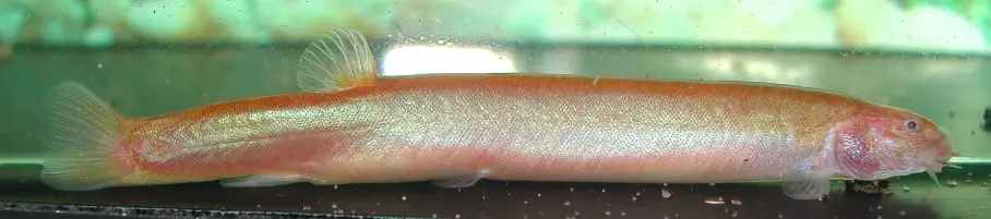 Pangio filinaris photo