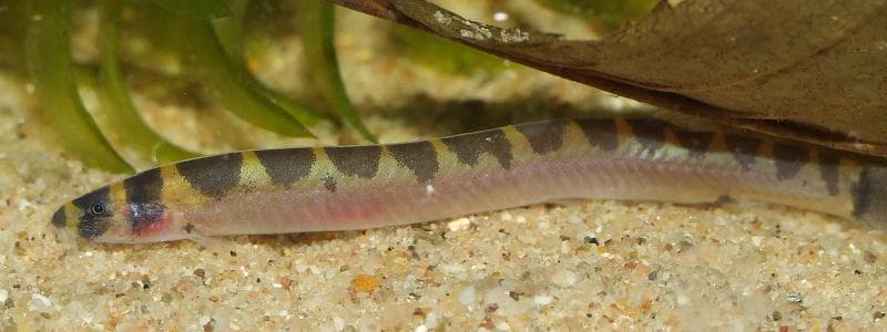 Pangio malayana photo