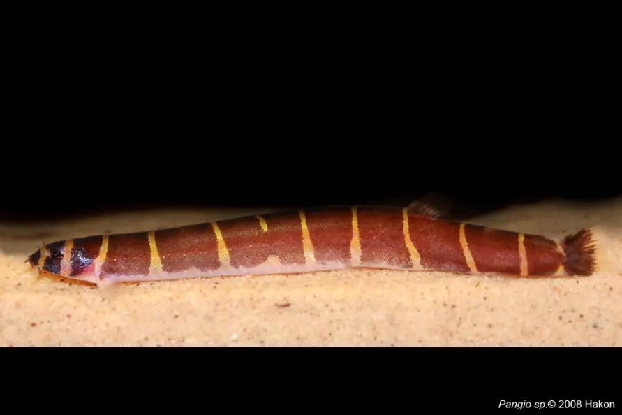 Pangio myersi photo