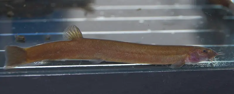 Pangio oblonga photo